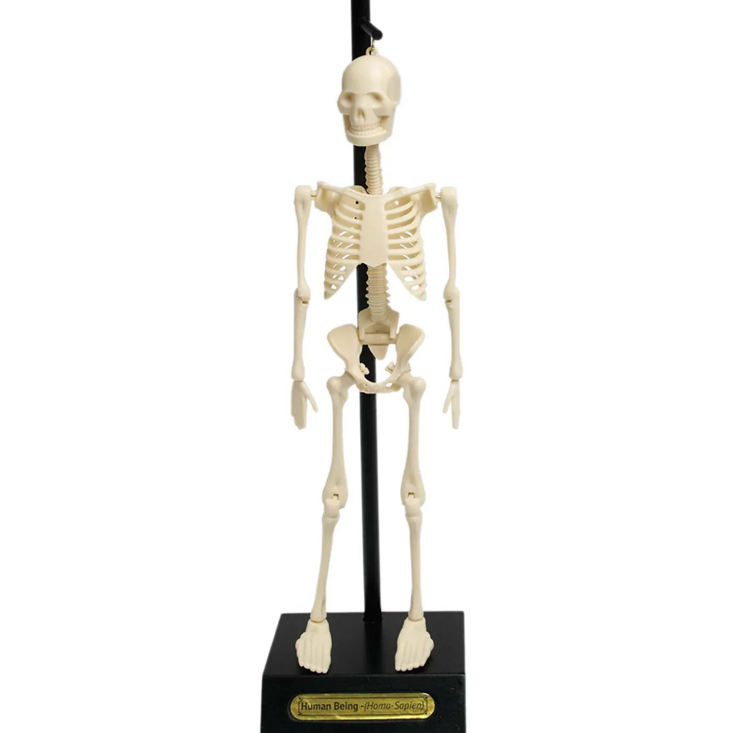 Graham & Green Anatomical Skeleton Model