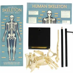 Graham & Green Anatomical Skeleton Model