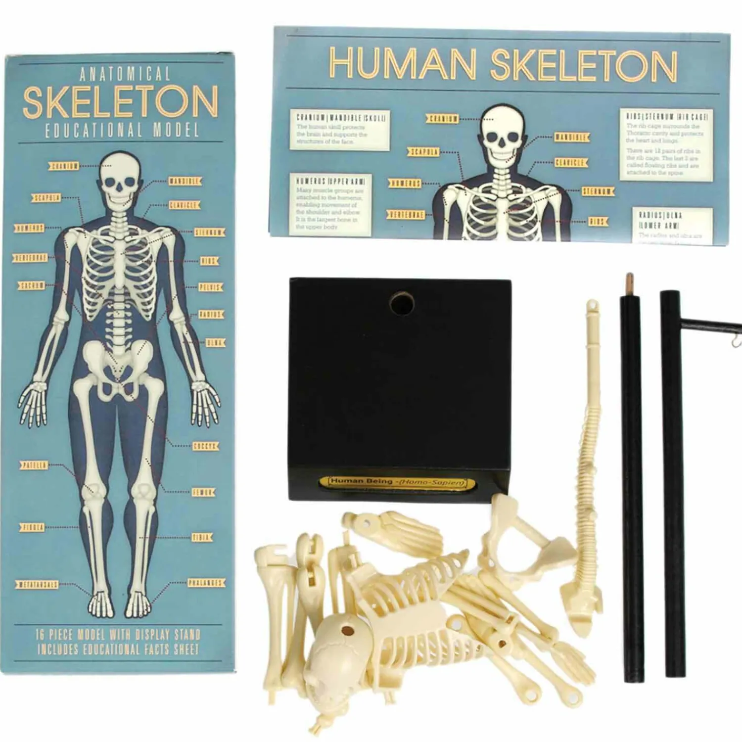 Graham & Green Anatomical Skeleton Model