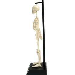 Graham & Green Anatomical Skeleton Model
