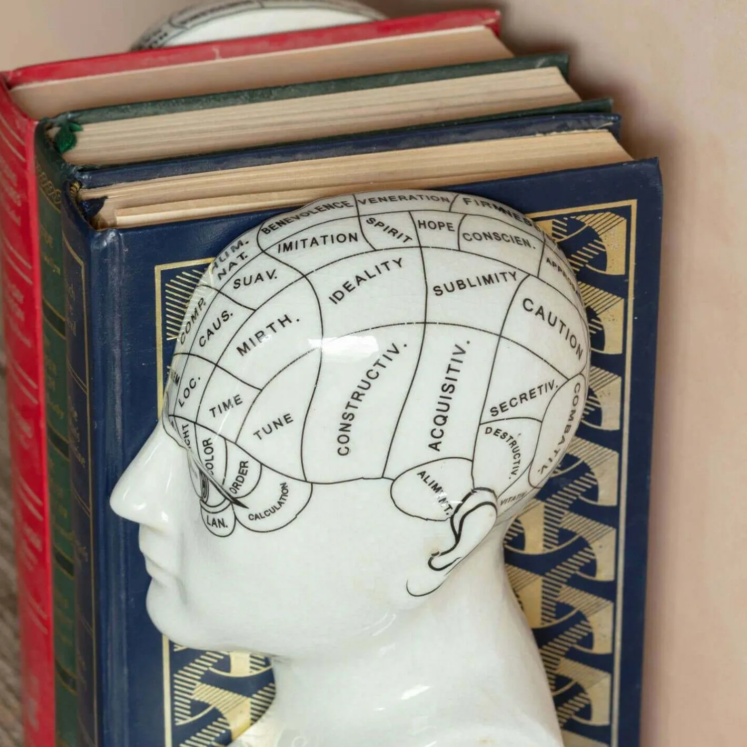 Graham & Green Antiqued Phrenology Head Bookends