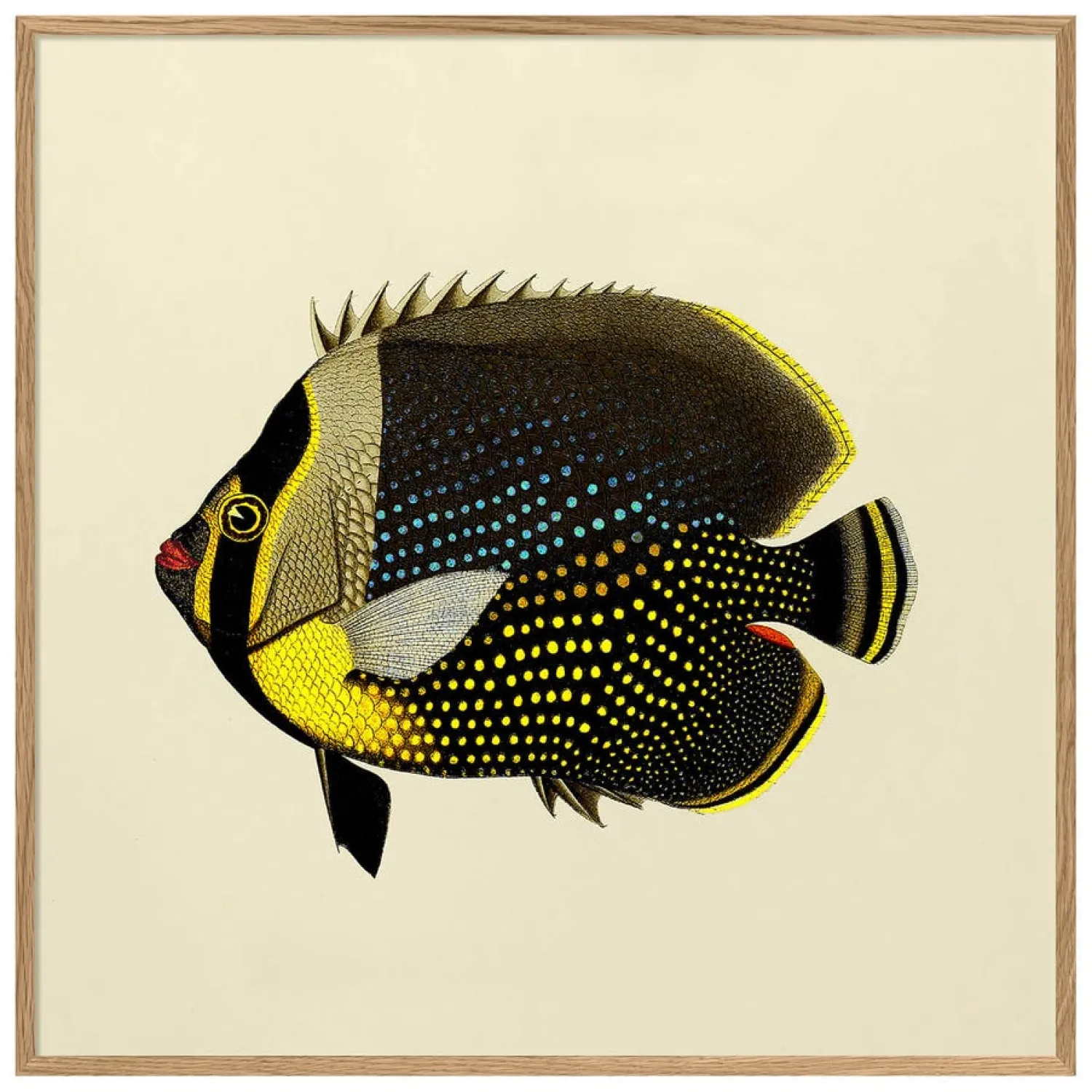 Graham & Green Black Fish Print with Oak Frame