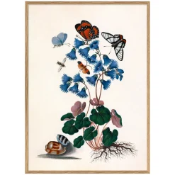 Graham & Green Butterflies and Blue Print with Oak Frames
