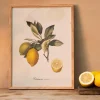 Graham & Green Common Lemon Branch Print with Oak Frame