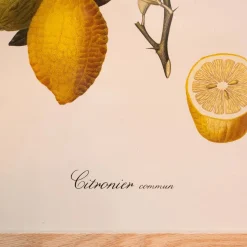 Graham & Green Common Lemon Branch Print with Oak Frame