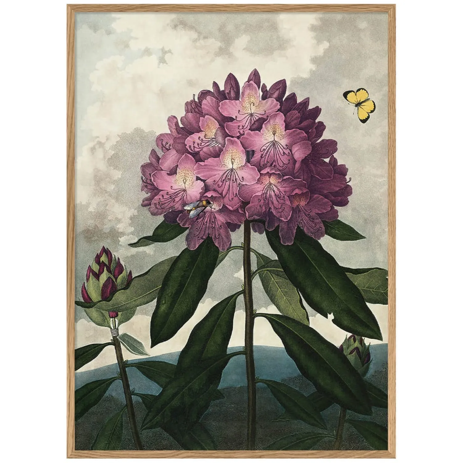 Graham & Green Enchanted Rhodonia Print with Oak Frame