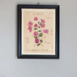 Graham & Green Framed Bougainvillea Pressed Flowers