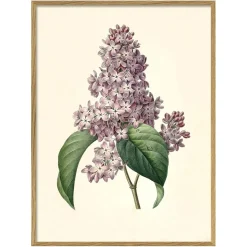 Graham & Green Framed Common Lilac Print
