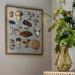 Graham & Green Framed Fungi XIII Print