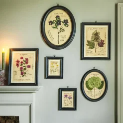 Graham & Green Framed Hellebore Pressed Flowers