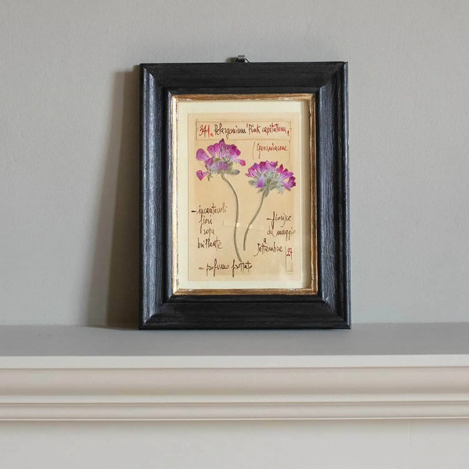 Graham & Green Framed Pelargonium Pressed Flowers