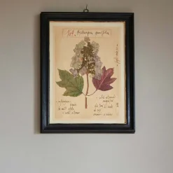 Graham & Green Framed Quercifolia Pressed Flowers