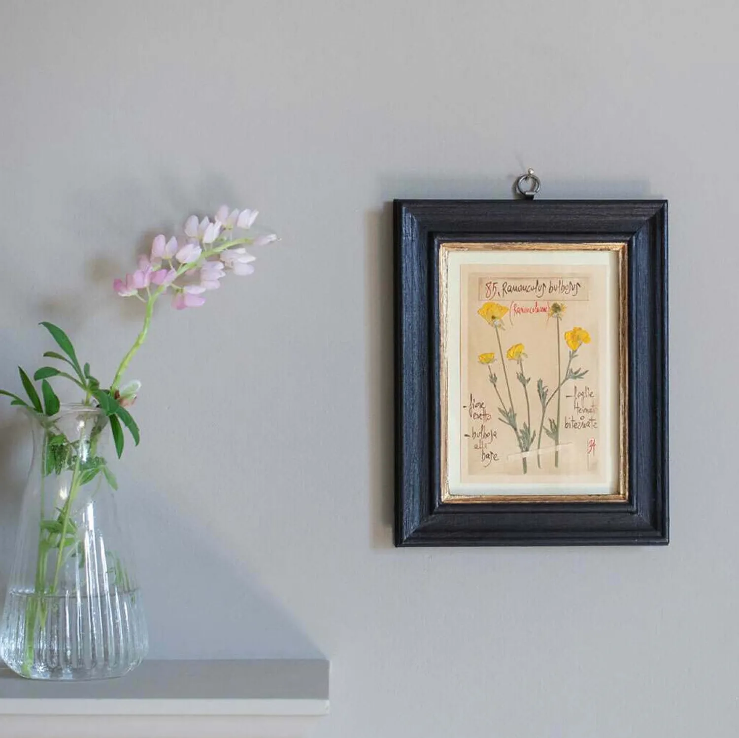 Graham & Green Framed Ranunculus Pressed Flowers