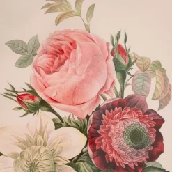 Graham & Green Framed Rose Anemonastrum Clematis Print