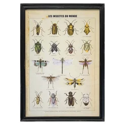 Graham & Green Framed Vintage Insects Print