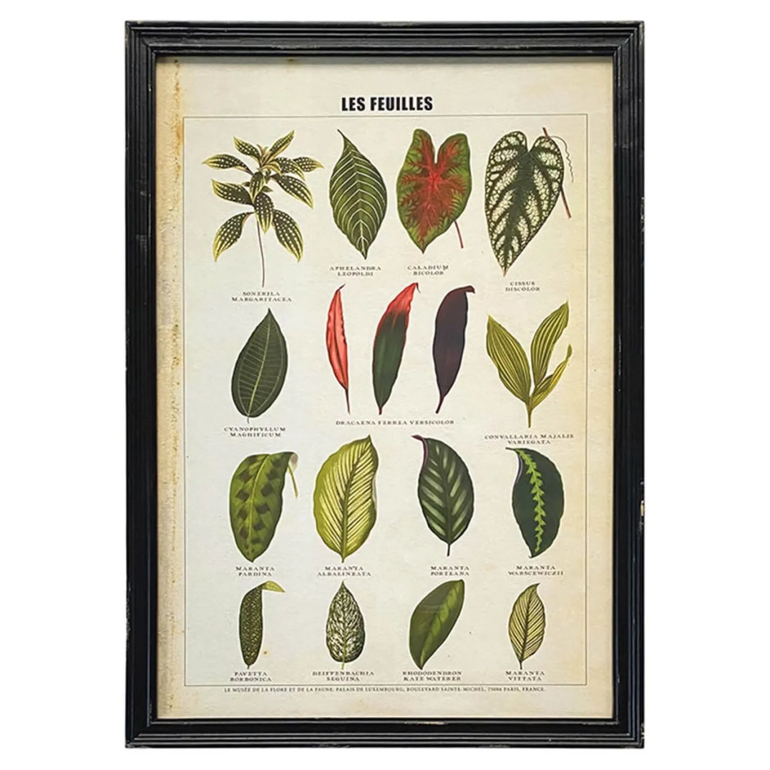 Graham & Green Framed Vintage Leaves Print