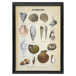 Graham & Green Framed Vintage Shells Print