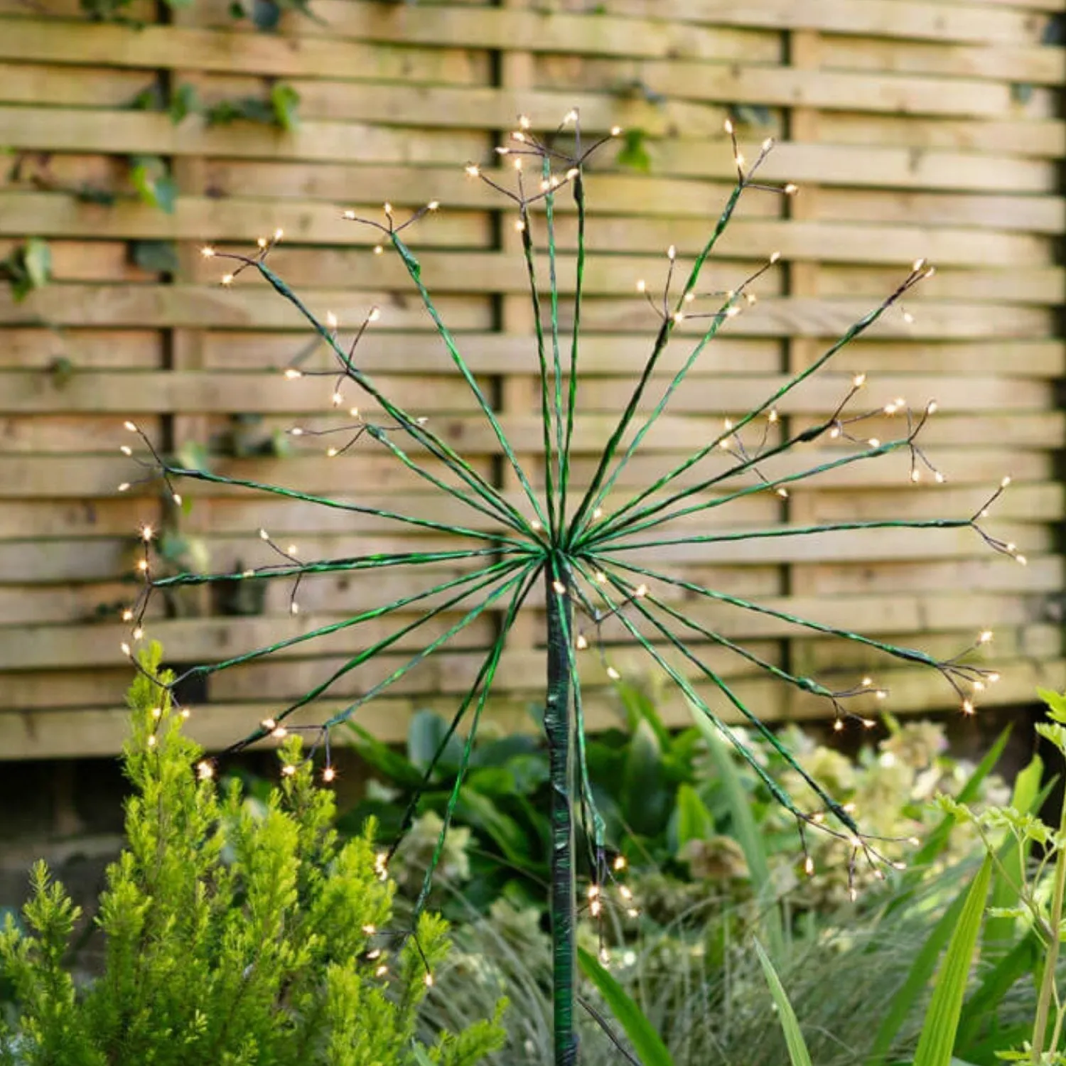 Graham & Green Green Dandelion Light Medium