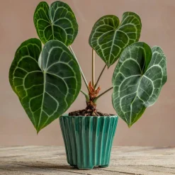 Graham & Green Green Ribbed Plant Pot