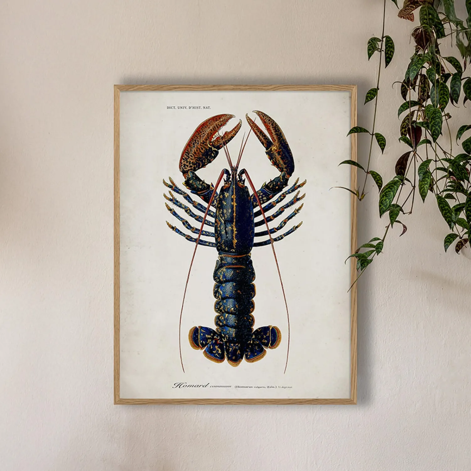 Graham & Green Oak Framed Lobster Prints