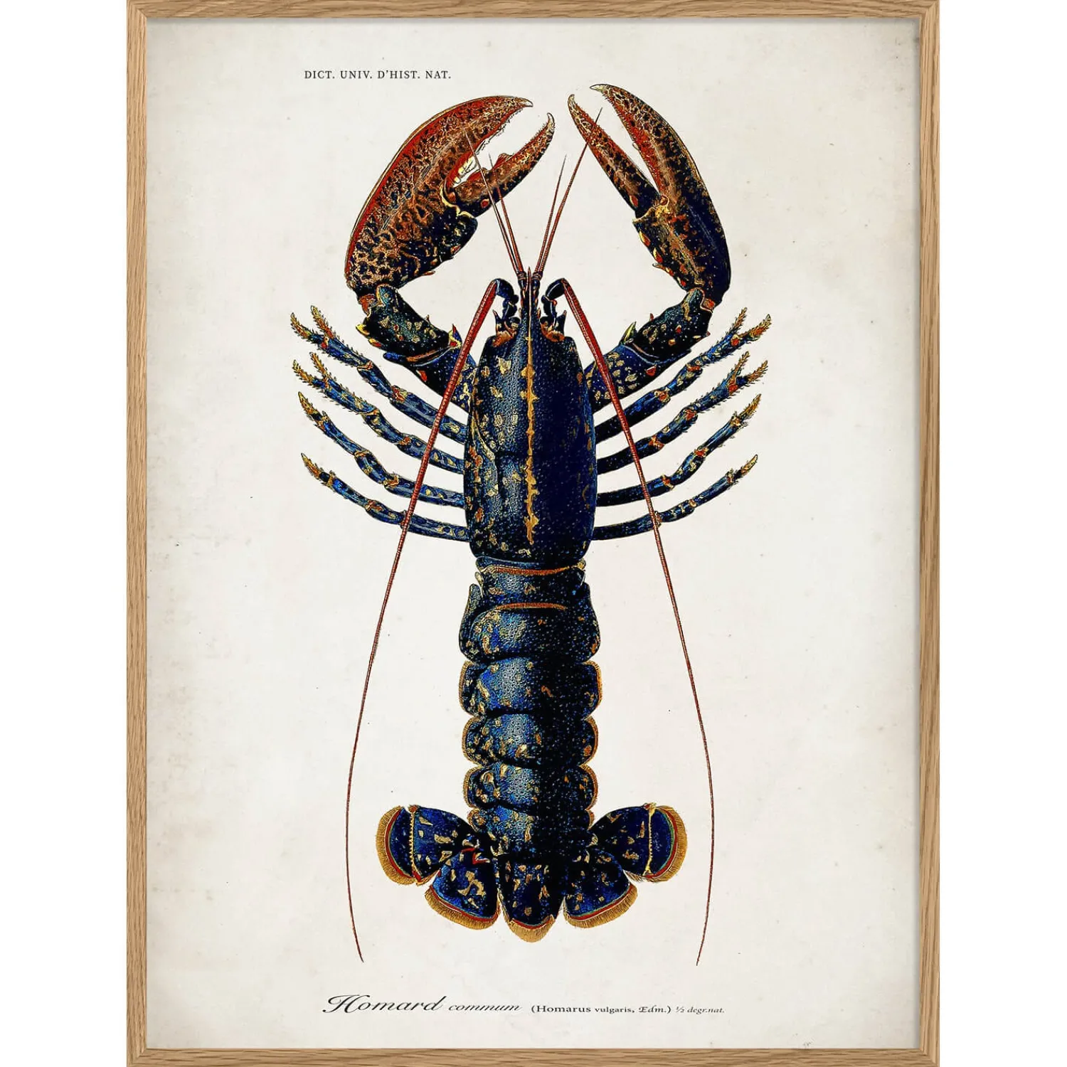 Graham & Green Oak Framed Lobster Prints