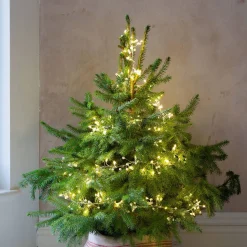 Graham & Green Pearl Cluster String Lights