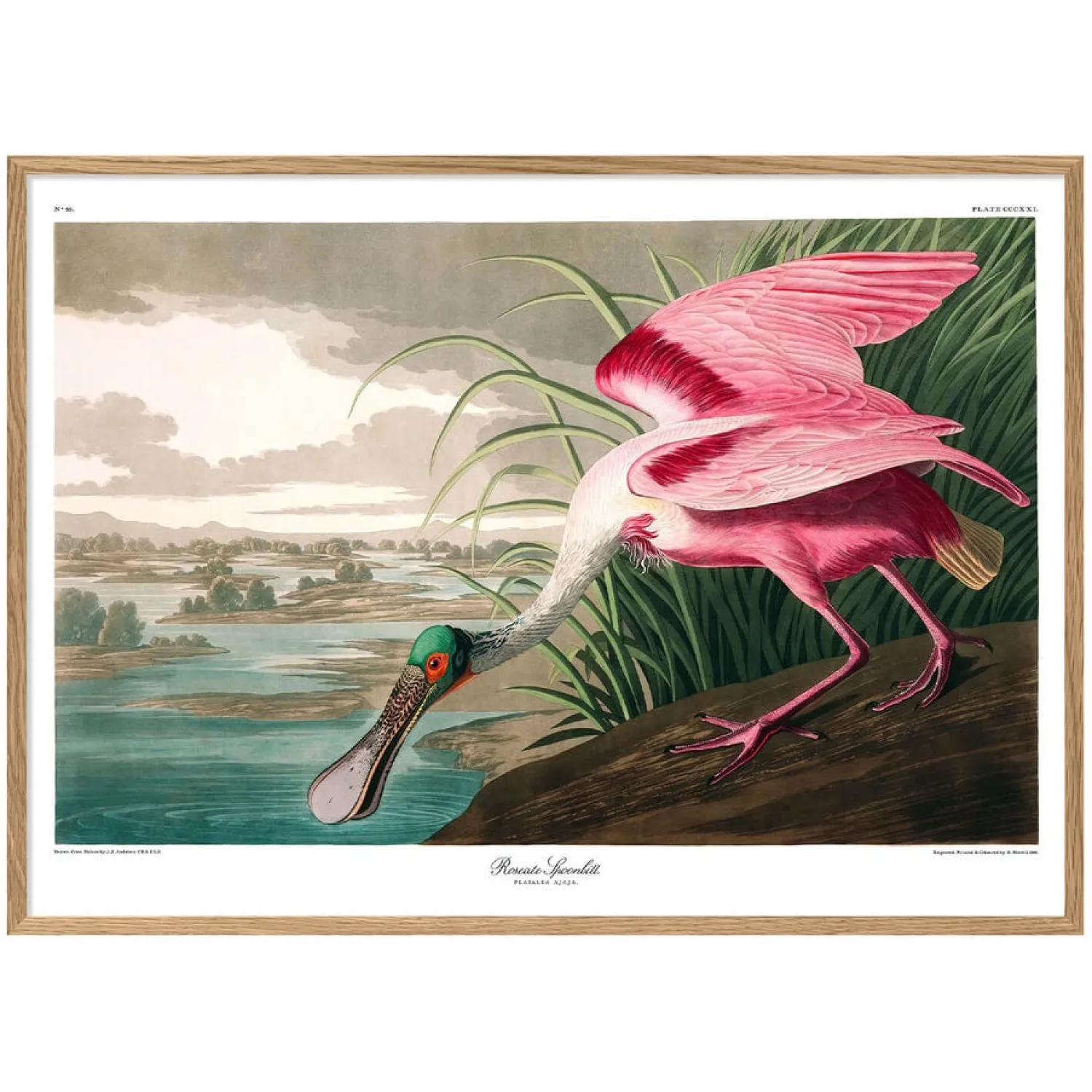 Graham & Green Roseate Spoonbill Print with Oak Frame