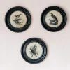 Graham & Green Round Framed Bird Prints