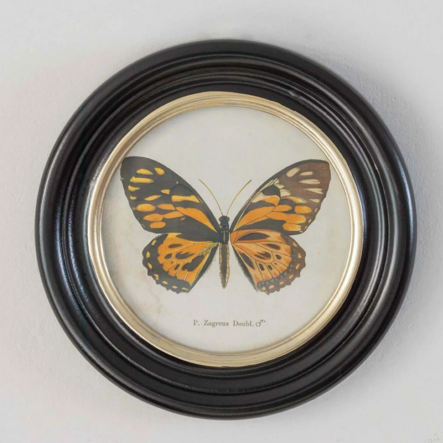 Graham & Green Set of Four Butterfly Prints