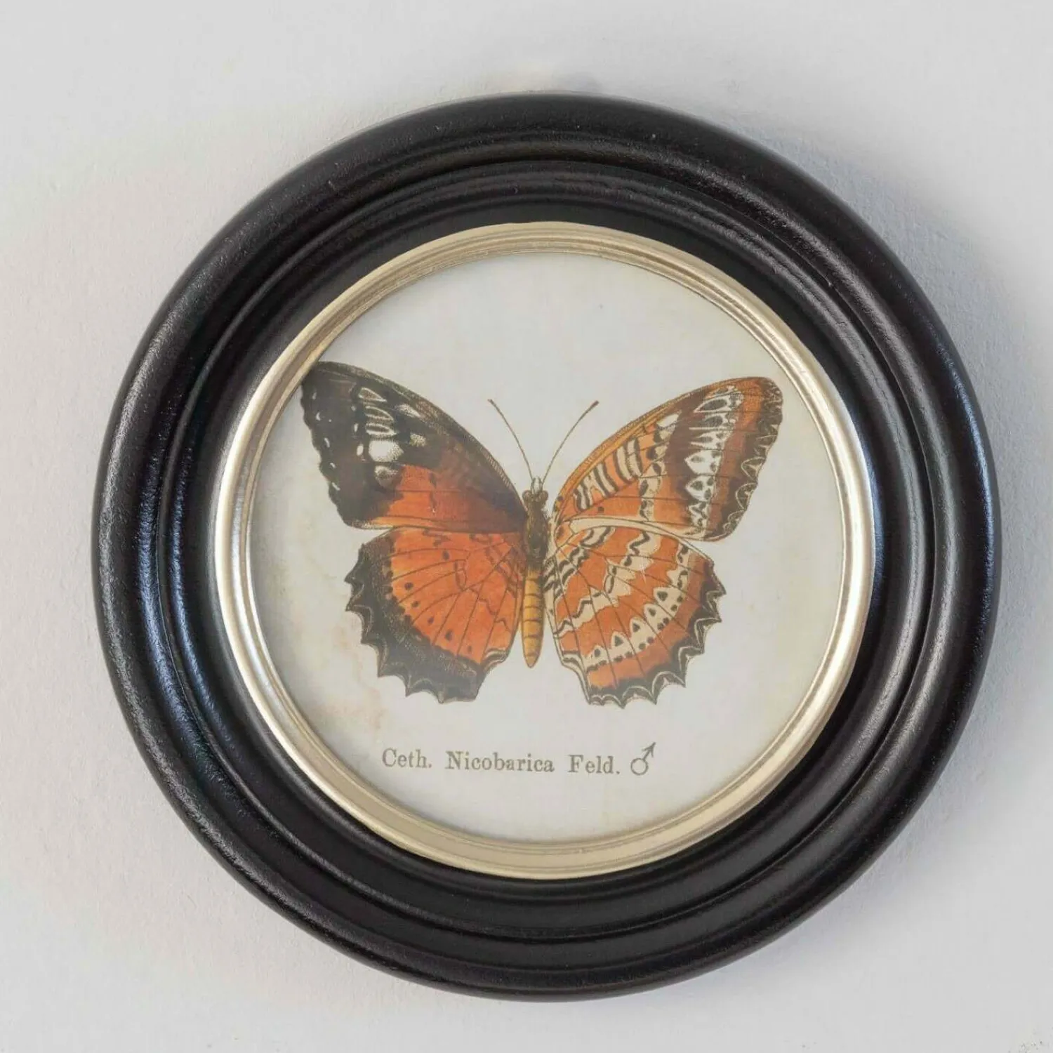 Graham & Green Set of Four Butterfly Prints