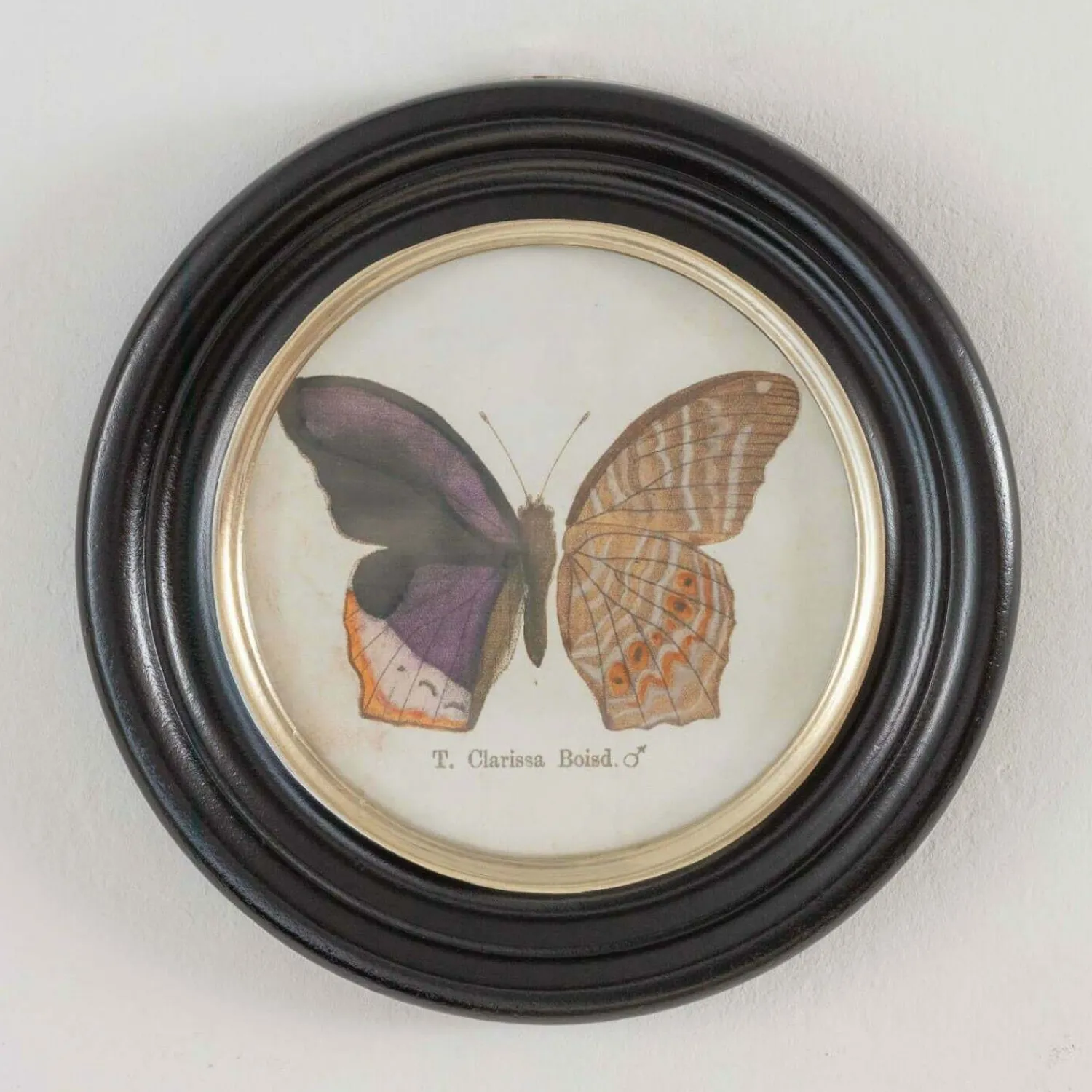 Graham & Green Set of Four Butterfly Prints