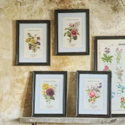 Graham & Green Set of Four Framed Vintage Flower Prints