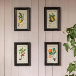 Graham & Green Set of Four Framed Vintage Fruit Prints