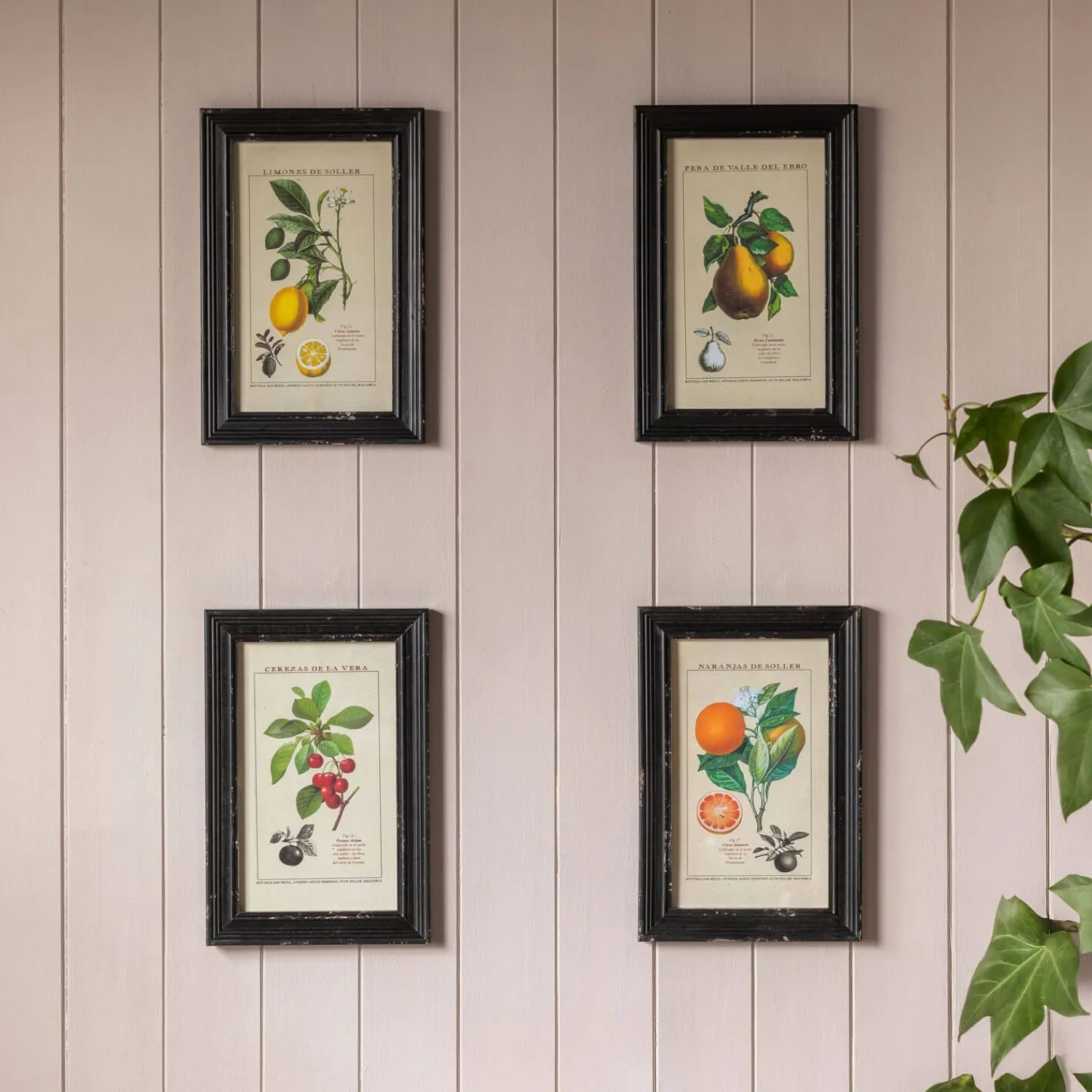 Graham & Green Set of Four Framed Vintage Fruit Prints