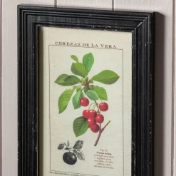 Graham & Green Set of Four Framed Vintage Fruit Prints