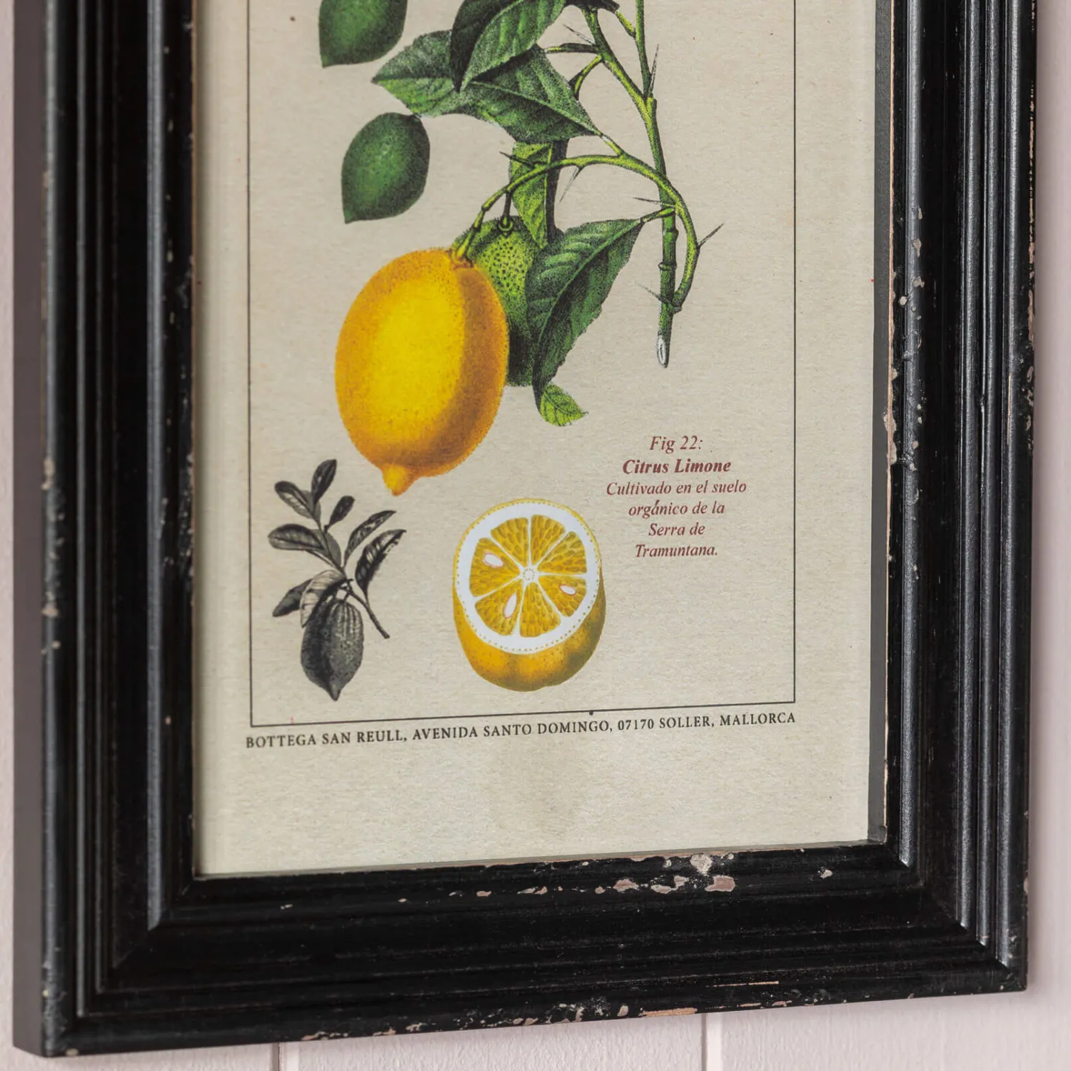 Graham & Green Set of Four Framed Vintage Fruit Prints