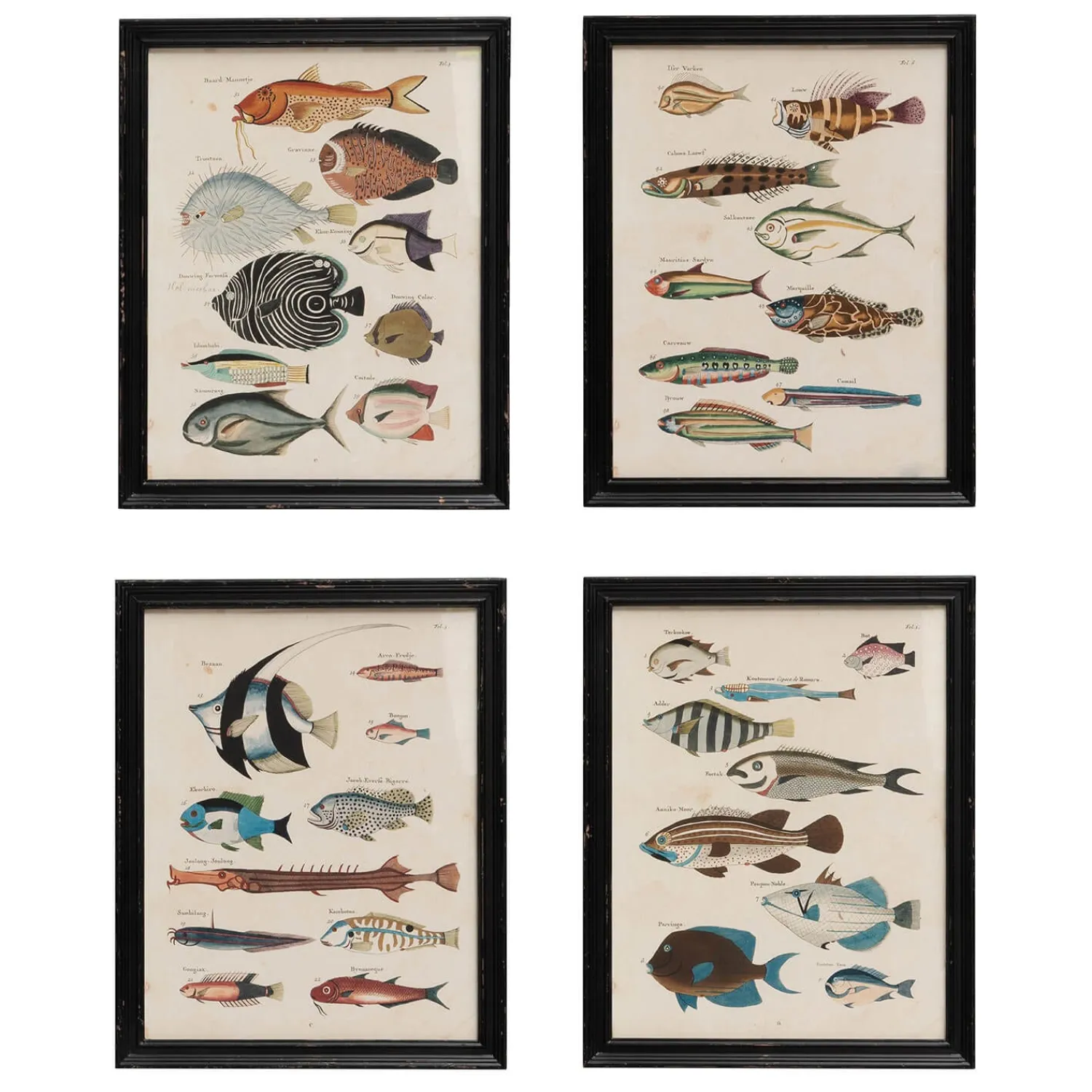 Graham & Green Set of Four Multicolour Fish Prints