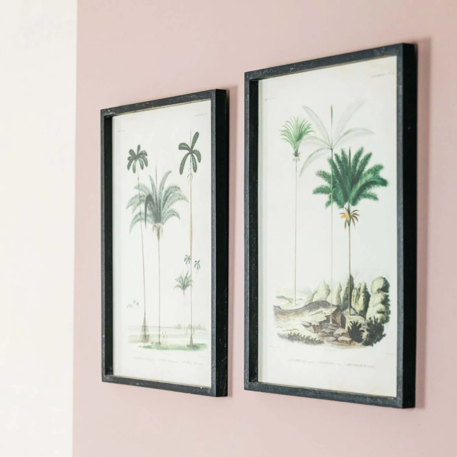 Graham & Green Set of Two Framed Palm Tree Prints