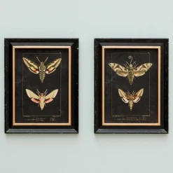 Graham & Green Set of Two Moth Prints