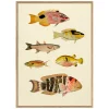 Graham & Green Six Fishes Print with Oak Frames