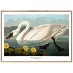 Graham & Green Swan Print with Oak Frame