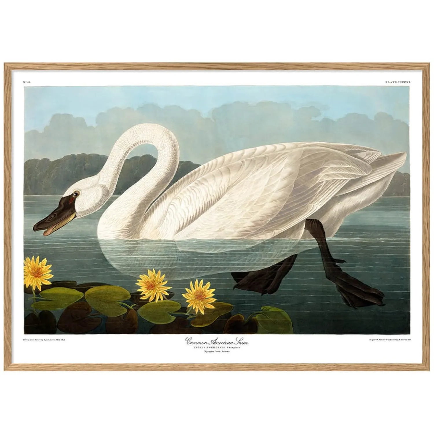 Graham & Green Swan Print with Oak Frame
