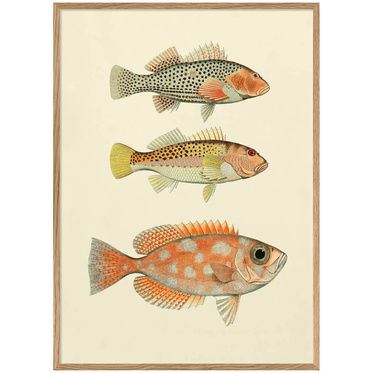 Graham & Green Three Fishes Print with Oak Frame