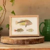 Graham & Green Three Hawkfish Print with Oak Frame