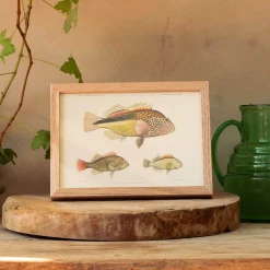 Graham & Green Three Hawkfish Print with Oak Frame
