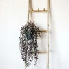 Graham & Green Trailing Dischidia in Pot