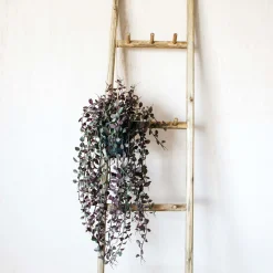 Graham & Green Trailing Dischidia in Pot