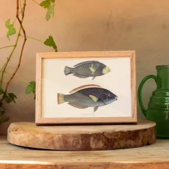 Graham & Green Two Spotted Wrasse Print with Oak Frame