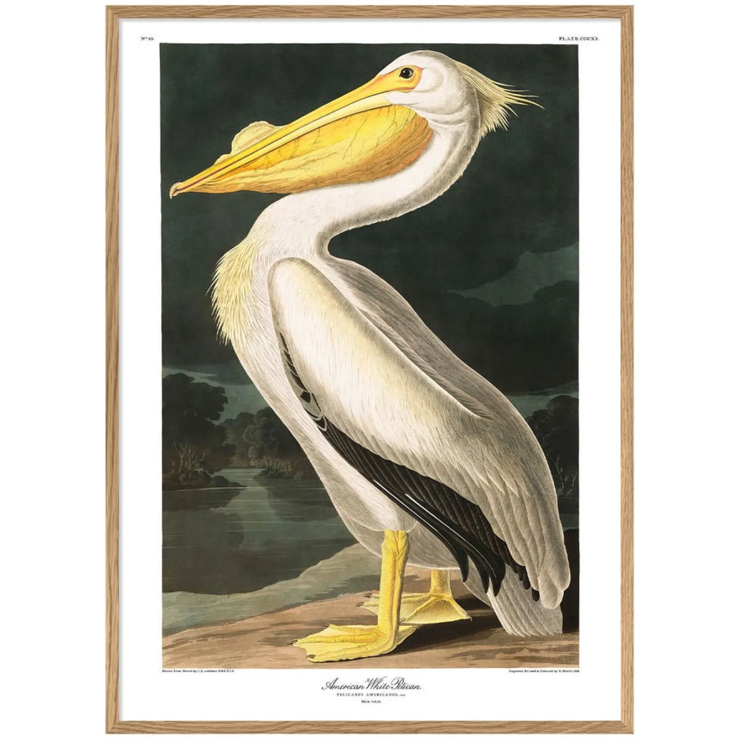 Graham & Green White Pelican Print with Oak Frame